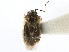  ( - CNC#HEM300822)  @11 [ ] CreativeCommons - Attribution (2011) CNC/CBG Photography Group Centre for Biodiversity Genomics