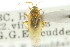  ( - CNC#HEM300839)  @11 [ ] CreativeCommons - Attribution (2011) CNC/CBG Photography Group Centre for Biodiversity Genomics
