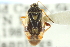 ( - CNC#HEM300842)  @11 [ ] CreativeCommons - Attribution (2011) CNC/CBG Photography Group Centre for Biodiversity Genomics