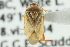  (Polymerus rufipes - CNC#HEM300845)  @11 [ ] CreativeCommons - Attribution (2011) CNC/CBG Photography Group Centre for Biodiversity Genomics