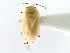  ( - CNC#HEM300853)  @11 [ ] CreativeCommons - Attribution (2011) CNC/CBG Photography Group Centre for Biodiversity Genomics