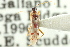  (Tupiocoris killamae - CNC#HEM300872)  @11 [ ] CreativeCommons - Attribution (2011) CNC/CBG Photography Group Centre for Biodiversity Genomics