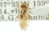  ( - CNC#HEM300889)  @11 [ ] CreativeCommons - Attribution (2011) CNC/CBG Photography Group Centre for Biodiversity Genomics