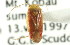  (Dichrooscytus convexifrons - CNC#HEM300935)  @11 [ ] CreativeCommons - Attribution (2011) CNC/CBG Photography Group Centre for Biodiversity Genomics