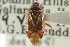  (Deraeocoris rubroclarus - CNC#HEM301031)  @11 [ ] CreativeCommons - Attribution (2011) CNC/CBG Photography Group Centre for Biodiversity Genomics