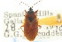  (Gastrodes - CNC#HEM301041)  @14 [ ] CreativeCommons - Attribution (2011) CNC/CBG Photography Group Centre for Biodiversity Genomics