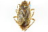  (Belostoma - CNC#HEM301054)  @15 [ ] CreativeCommons - Attribution (2011) CNC/CBG Photography Group Centre for Biodiversity Genomics