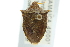  ( - CNC#HEM301666)  @11 [ ] CreativeCommons - Attribution (2011) CNC/CBG Photography Group Centre for Biodiversity Genomics