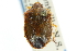  ( - CNC#HEM301717)  @11 [ ] CreativeCommons - Attribution (2011) CNC/CBG Photography Group Centre for Biodiversity Genomics