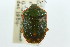  ( - CNC#HEM301770)  @11 [ ] CreativeCommons - Attribution (2011) CNC/CBG Photography Group Centre for Biodiversity Genomics