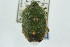  ( - CNC#HEM301771)  @12 [ ] CreativeCommons - Attribution (2011) CNC/CBG Photography Group Centre for Biodiversity Genomics