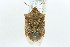  ( - CNC#HEM301809)  @13 [ ] CreativeCommons - Attribution (2011) CNC/CBG Photography Group Centre for Biodiversity Genomics