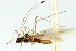  (Pronotacantha annulata - CNC#HEM301855)  @11 [ ] CreativeCommons - Attribution (2011) CNC/CBG Photography Group Centre for Biodiversity Genomics