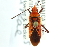  ( - CNC#HEM301908)  @14 [ ] CreativeCommons - Attribution (2011) CNC/CBG Photography Group Centre for Biodiversity Genomics