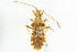  (Centrocoris spiniger - CNC#HEM302287)  @11 [ ] CreativeCommons - Attribution (2011) CNC/CBG Photography Group Centre for Biodiversity Genomics