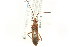  ( - CNC#HEM302298)  @11 [ ] CreativeCommons - Attribution (2011) CNC/CBG Photography Group Centre for Biodiversity Genomics