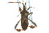 ( - CNC#HEM302334)  @11 [ ] CreativeCommons - Attribution (2011) CNC/CBG Photography Group Centre for Biodiversity Genomics