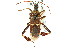  ( - CNC#HEM302336)  @11 [ ] CreativeCommons - Attribution (2011) CNC/CBG Photography Group Centre for Biodiversity Genomics