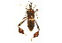  ( - CNC#HEM302348)  @11 [ ] CreativeCommons - Attribution (2011) CNC/CBG Photography Group Centre for Biodiversity Genomics