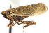  ( - CNC#HEM400040)  @11 [ ] CreativeCommons - Attribution (2011) CNC/CBG Photography Group Centre for Biodiversity Genomics