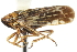  ( - CNC#HEM400051)  @11 [ ] CreativeCommons - Attribution (2011) CNC/CBG Photography Group Centre for Biodiversity Genomics