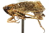  (Errhomus similis sobrinus - CNC#HEM400052)  @13 [ ] CreativeCommons - Attribution (2011) CNC/CBG Photography Group Centre for Biodiversity Genomics