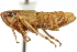 ( - CNC#HEM400053)  @12 [ ] CreativeCommons - Attribution (2011) CNC/CBG Photography Group Centre for Biodiversity Genomics