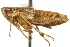  ( - CNC#HEM400054)  @12 [ ] CreativeCommons - Attribution (2011) CNC/CBG Photography Group Centre for Biodiversity Genomics