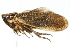  ( - CNC#HEM400056)  @11 [ ] CreativeCommons - Attribution (2011) CNC/CBG Photography Group Centre for Biodiversity Genomics