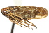  ( - CNC#HEM400080)  @11 [ ] CreativeCommons - Attribution (2011) CNC/CBG Photography Group Centre for Biodiversity Genomics