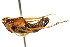  (Malmaemichungia brachycephala - CNC#HEM400086)  @11 [ ] CreativeCommons - Attribution (2011) CNC/CBG Photography Group Centre for Biodiversity Genomics