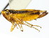  ( - CNC#HEM400098)  @13 [ ] CreativeCommons - Attribution (2011) CNC/CBG Photography Group Centre for Biodiversity Genomics