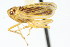  ( - CNC#HEM400099)  @11 [ ] CreativeCommons - Attribution (2011) CNC/CBG Photography Group Centre for Biodiversity Genomics