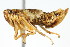  (Hylaius - CNC#HEM400111)  @13 [ ] CreativeCommons - Attribution (2011) CNC/CBG Photography Group Centre for Biodiversity Genomics