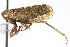  ( - CNC#HEM400114)  @13 [ ] CreativeCommons - Attribution (2011) CNC/CBG Photography Group Centre for Biodiversity Genomics