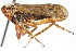  ( - CNC#HEM400115)  @11 [ ] CreativeCommons - Attribution (2011) CNC/CBG Photography Group Centre for Biodiversity Genomics
