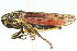  (Cuerna alpina - CNC#HEM400133)  @14 [ ] CreativeCommons - Attribution (2011) CNC/CBG Photography Group Centre for Biodiversity Genomics