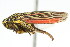  ( - CNC#HEM400134)  @14 [ ] CreativeCommons - Attribution (2011) CNC/CBG Photography Group Centre for Biodiversity Genomics