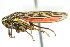  ( - CNC#HEM400135)  @13 [ ] CreativeCommons - Attribution (2011) CNC/CBG Photography Group Centre for Biodiversity Genomics