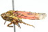  (Cuerna angusta - CNC#HEM400138)  @11 [ ] CreativeCommons - Attribution (2011) CNC/CBG Photography Group Centre for Biodiversity Genomics