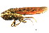  ( - CNC#HEM400139)  @12 [ ] CreativeCommons - Attribution (2011) CNC/CBG Photography Group Centre for Biodiversity Genomics