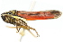  (Cuerna arida - CNC#HEM400140)  @13 [ ] CreativeCommons - Attribution (2011) CNC/CBG Photography Group Centre for Biodiversity Genomics