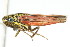  ( - CNC#HEM400141)  @12 [ ] CreativeCommons - Attribution (2011) CNC/CBG Photography Group Centre for Biodiversity Genomics
