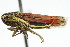  (Cuerna balli - CNC#HEM400144)  @14 [ ] CreativeCommons - Attribution (2011) CNC/CBG Photography Group Centre for Biodiversity Genomics