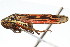  ( - CNC#HEM400146)  @13 [ ] CreativeCommons - Attribution (2011) CNC/CBG Photography Group Centre for Biodiversity Genomics