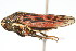  ( - CNC#HEM400147)  @14 [ ] CreativeCommons - Attribution (2011) CNC/CBG Photography Group Centre for Biodiversity Genomics