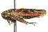  ( - CNC#HEM400152)  @14 [ ] CreativeCommons - Attribution (2011) CNC/CBG Photography Group Centre for Biodiversity Genomics