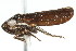  (Cuerna fenestella - CNC#HEM400155)  @14 [ ] CreativeCommons - Attribution (2011) CNC/CBG Photography Group Centre for Biodiversity Genomics