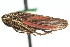  (Cuerna hasbroucki - CNC#HEM400156)  @11 [ ] CreativeCommons - Attribution (2011) CNC/CBG Photography Group Centre for Biodiversity Genomics
