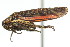  (Cuerna kaloostiani - CNC#HEM400159)  @11 [ ] CreativeCommons - Attribution (2011) CNC/CBG Photography Group Centre for Biodiversity Genomics